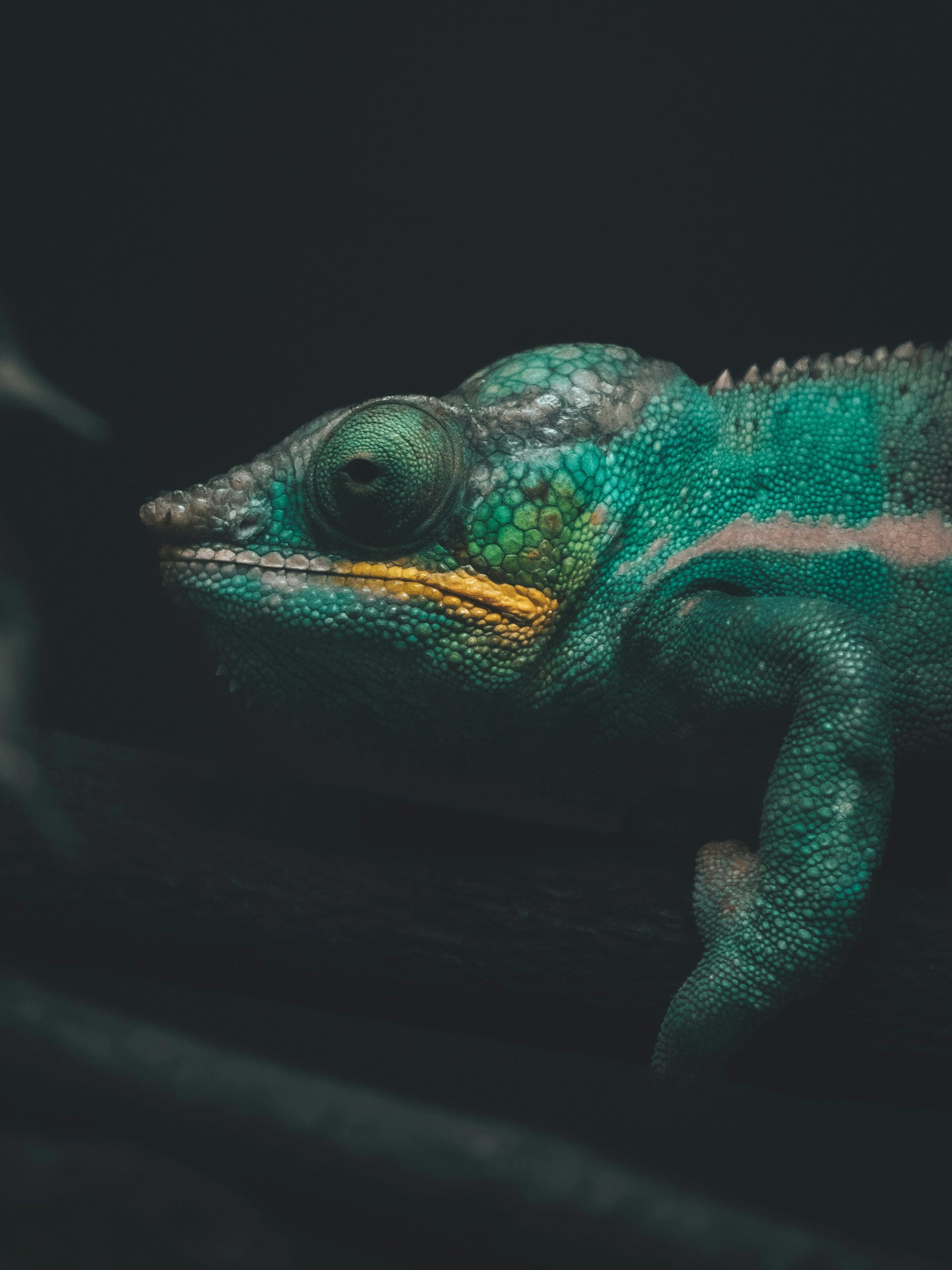 Platzhalter alt-Text